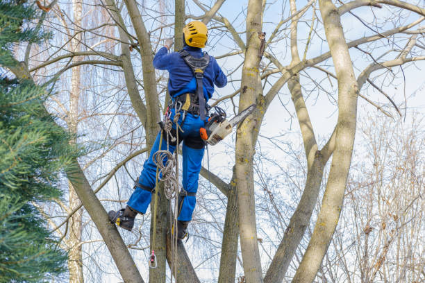 How Our Tree Care Process Works  in  Sauk Centre, MN